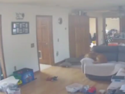 Dog Steals Leftover Pancakes, Starts Small House Fire Dog Steals Leftover Pancakes, Starts Small House Fire