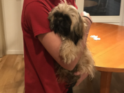 Dog Stolen From Front Yard Makes It Back Home Dog Stolen From Front Yard Makes It Back Home