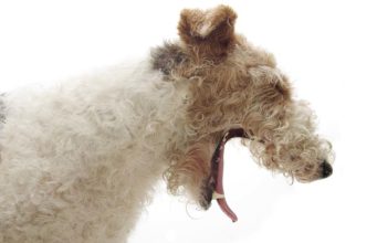 Kennel Cough in Dogs: 9 Treatments Kennel Cough in Dogs (Based on Science) DIY remedies for dog cough