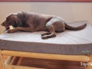 Review: Buddyrest Memory Foam Dog Bed Buddyrest Comfort Deluxe Memory Foam Dog Bed