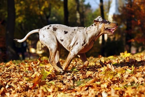 what dog breeds make good running partners