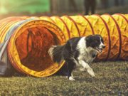 Dog Agility Competition: Pros and Cons A black and white dog coming out of an orange tunnel as part of dog agility competition training