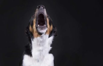Dog Sounds: What Is Your Dog Telling You? Dog Sounds - What Is Your Dog Telling You