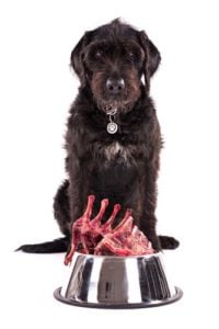 How to Feed Dogs With Kidney Disease