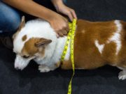 Dog Weight Loss Plan For An Overweight Dog: How to Slim Down (30-Day Diet Plan) How to Slim Down an Overweight Dog (My 30-Day Diet Plan)