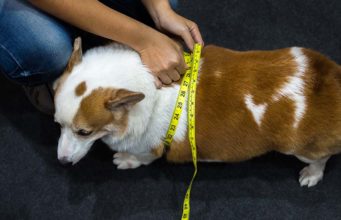 Dog Weight Loss Plan For An Overweight Dog: How to Slim Down (30-Day Diet Plan) How to Slim Down an Overweight Dog (My 30-Day Diet Plan)