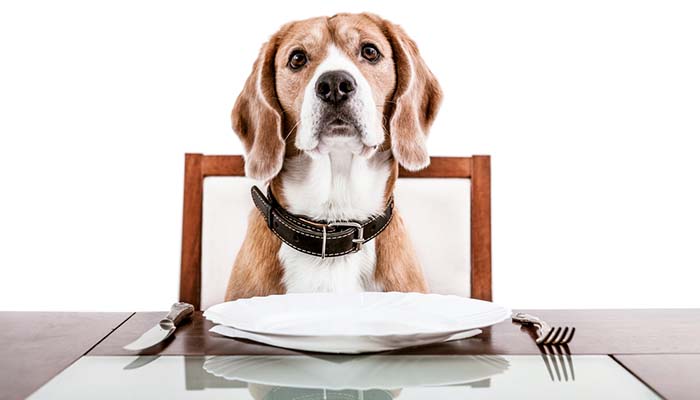 What to Feed Dog With Upset Stomach