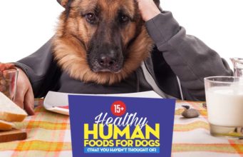 16 Healthy Human Foods for Dogs (That You Haven’t Thought Of) Top Best Human Foods for Dogs