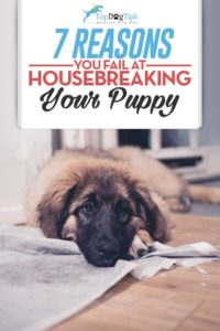 Housebreaking a Puppy: 7 Reasons You're Failing (And How to Fix Them)