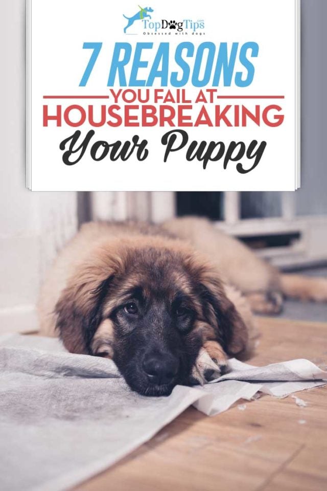 Snapshot of Puppy Housebreaking In Hot And Dry Weather