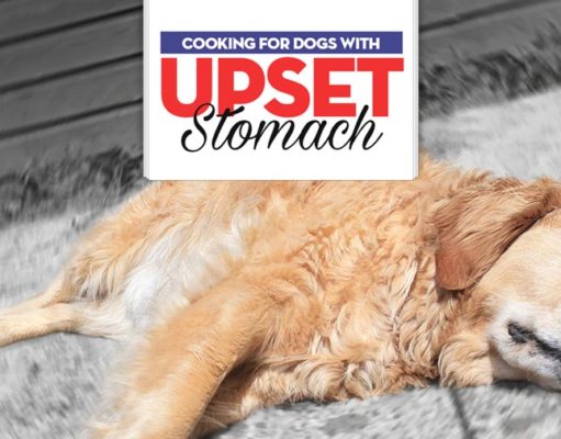 What to Feed a Dog With Upset Stomach What to Feed a Dog With an Upset Stomach