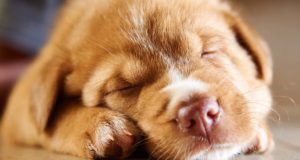 Why and How Much Do Dogs Sleep? Why Do Dogs Sleep So Much & How Many Hours a Day Do Dogs Sleep