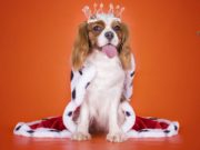 TOP #44: Why We Worship Our Dogs Why We Worship Our Dogs