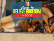 10 Ways to Relieve Boredom in Dogs 10 Ways to Relieve Boredom in Dogs