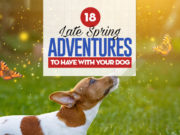 18 Late Spring Adventures to Have With Your Dog 18 Late Spring Adventures to Have With Your Dog