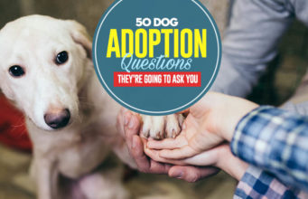 50 Dog Adoption Questions Shelters Ask 50 Dog Adoption Questions They’re Going to Ask You