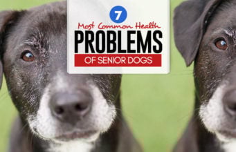 7 Most Common Health Problems of Senior Dogs 7 Most Common Health Problems of Senior Dogs