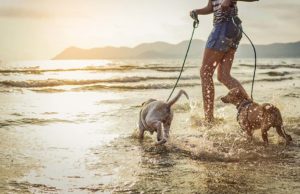 7 Ways to Turn Daily Activities Into Exercise for Your Dog 7 Ways to Turn Daily Activities Into Exercise for Your Dog featured image