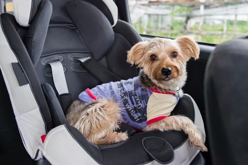 Safest dog car clearance seat