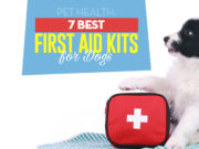 Top 7 Best Pre-Assembled Dog First Aid Kits Best Dog First Aid Kit Options