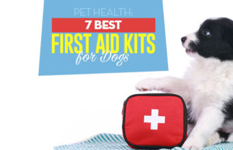 Top 7 Best Pre-Assembled Dog First Aid Kits Best Dog First Aid Kit Options