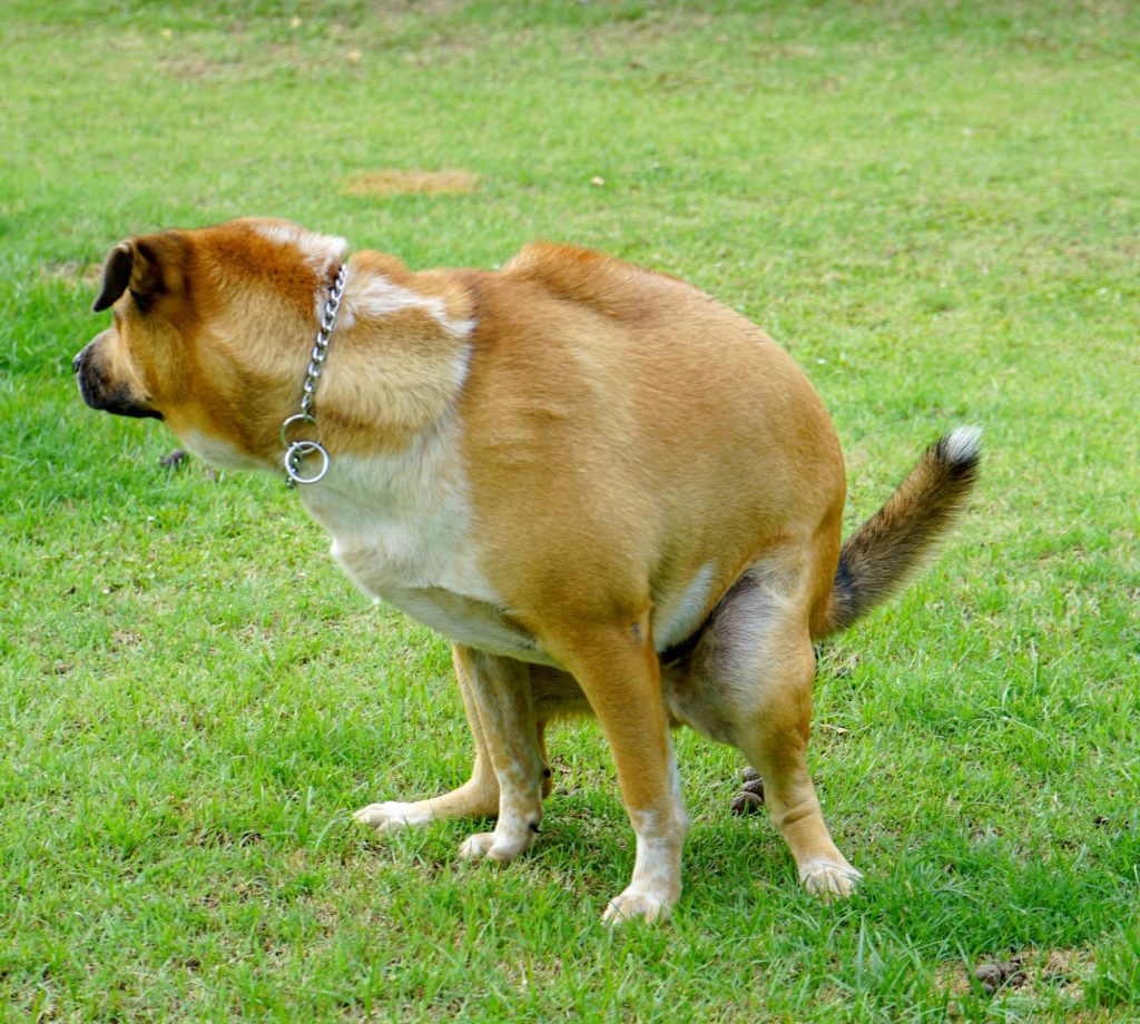 Top 7 Best Dog Food for Firm Stools Brands in 2019