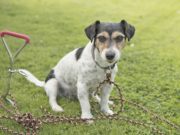 Top 5 Best Dog Tie Outs and Stakes