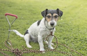 Top 5 Best Dog Tie Outs and Stakes