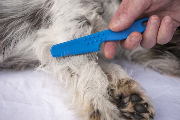 Top 5 Best Dog Flea Comb Options for Every Coat Type (Updated 2023)