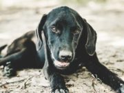 Can Dogs Get Hiccups and Why? Can Dogs Get Hiccups and Why