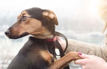 Can Dogs Have Autism? What Current Scientific Evidence Tells Us Can Dogs Have Autism?