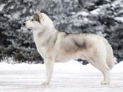 Cross-Breeding of Dogs and Wolves Has Forever Changed Wolf’s Gene Pool Dog and Wolf Cross-Breeding Has Forever Changed Gene Pool of Wolves
