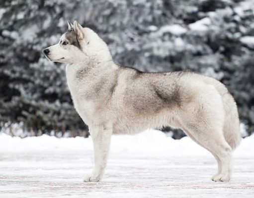 Cross-Breeding of Dogs and Wolves Has Forever Changed Wolf’s Gene Pool Dog and Wolf Cross-Breeding Has Forever Changed Gene Pool of Wolves