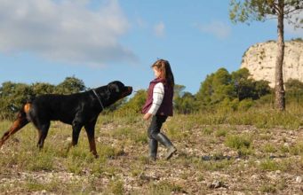 Dogs Are Second Most Dangerous Nonvenomous Animals in the US Dogs Are Second Most Dangerous Nonvenomous Animals in the US