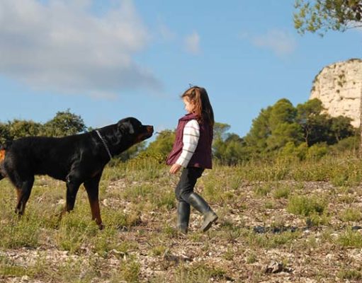 Dogs Are Second Most Dangerous Nonvenomous Animals in the US Dogs Are Second Most Dangerous Nonvenomous Animals in the US