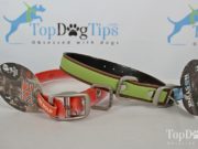 Review: Dublin Dog No Stink Dog Collar Dublin Dog No Stink Dog Collar