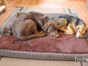 FurHaven Memory Top Couch Bed for Dogs Review FurHaven Memory Top Couch Bed for Dogs