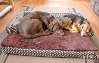FurHaven Memory Top Couch Bed for Dogs Review FurHaven Memory Top Couch Bed for Dogs