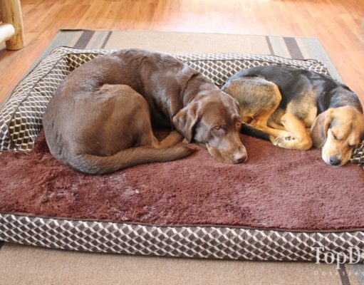 FurHaven Memory Top Couch Bed for Dogs Review FurHaven Memory Top Couch Bed for Dogs