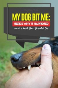 My Dog Bit Me - Reasons Why and What You Should Do