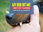 My Dog Bit Me: Reasons Why and What You Should Do My Dog Bit Me - The Reasons Why and What You Should Do