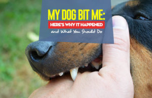 My Dog Bit Me: Reasons Why and What You Should Do My Dog Bit Me - The Reasons Why and What You Should Do