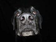 Bomb & Drug Sniffing Device Will Save Lives of Sniffer Dogs New Bomb and Drug Sniffing Device Will Save Lives of Sniffer Dogs featured image