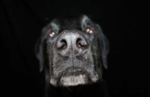 Bomb & Drug Sniffing Device Will Save Lives of Sniffer Dogs New Bomb and Drug Sniffing Device Will Save Lives of Sniffer Dogs featured image