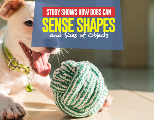 Study Shows How Dogs Can Sense Shapes and Sizes of Objects New Study Shows How Dogs Can Sense Shapes and Sizes of Objects