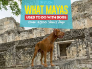 We Now Know What Mayas Used to Do With Dogs Over 2,500 Years Ago New Study - We Now Know What Mayas Used to Do With Dogs Over 2,500 Years Ago