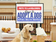 Pets vs Landlords: How to Adopt a Dog If You’re Renting Pets vs Landlords - How to Adopt a Dog When You’re Renting