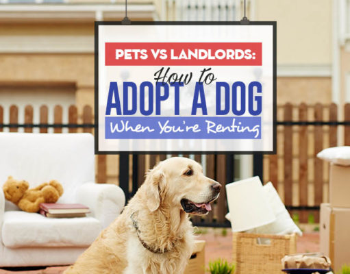 Pets vs Landlords: How to Adopt a Dog If You’re Renting Pets vs Landlords - How to Adopt a Dog When You’re Renting