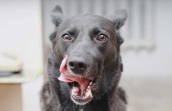 Researchers Shed More Light On Why Dogs Eat Poop Researchers Shed More Light On Why Dogs Eat Poop