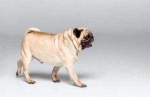 Researchers Warn Pug Owners About a Serious Gait Issue Researchers Warn Pug Owners About a Serious Health Issue